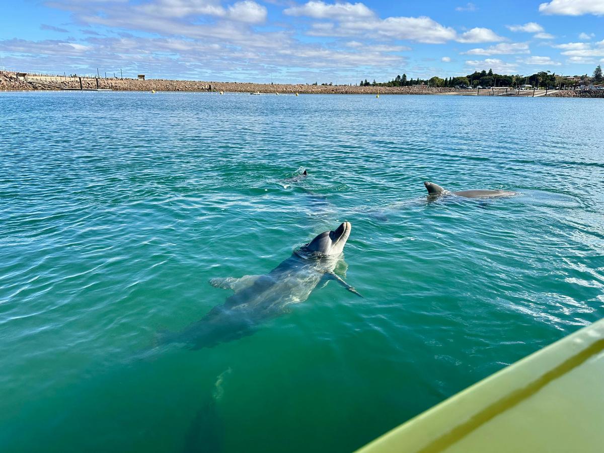 Whyalla Dolphin Pods