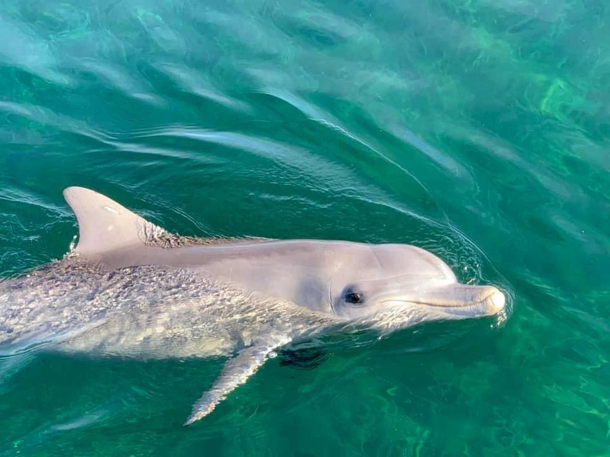 Whyalla Dolphins at Dolphin Dock