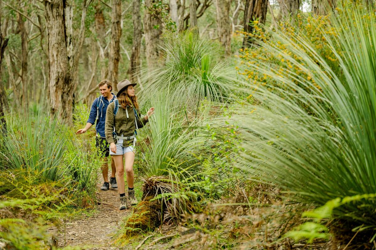 Stringybark Forest