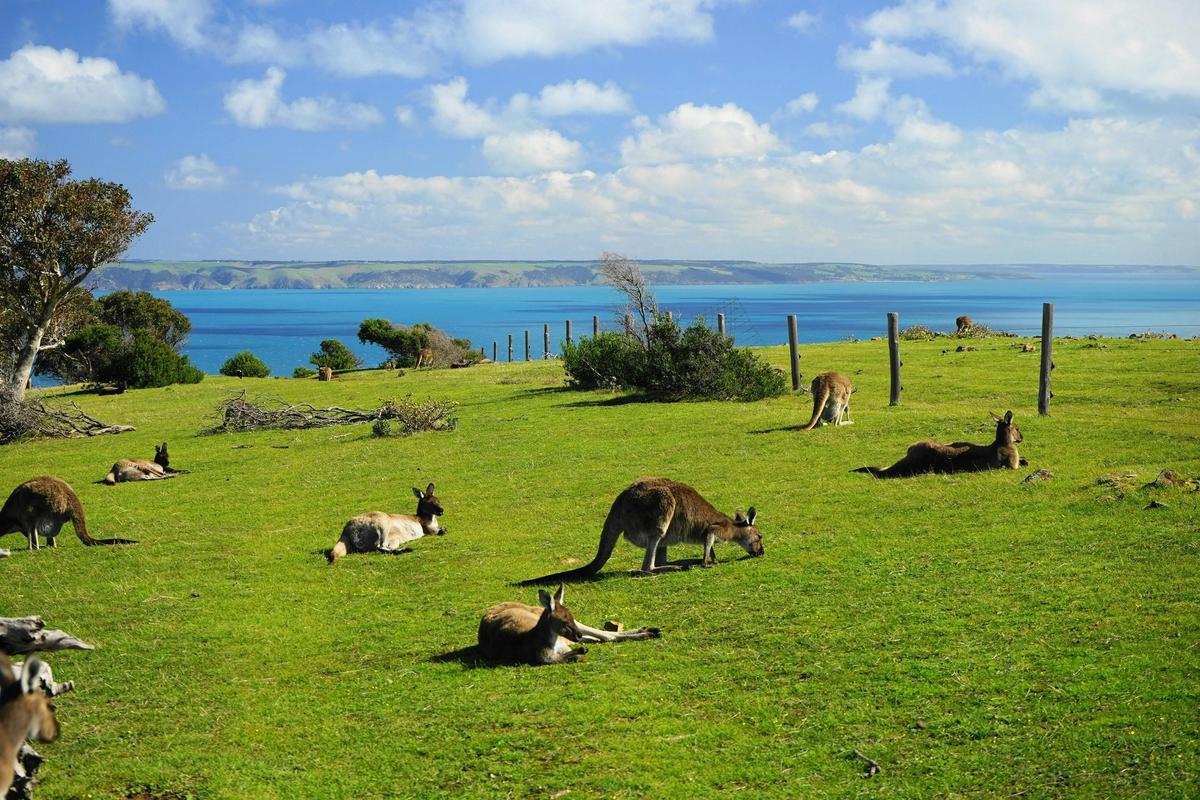 Southern Ocean Walk