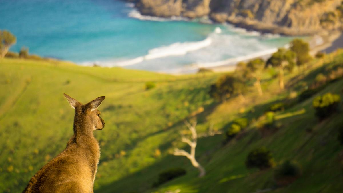 Southern Ocean Walk