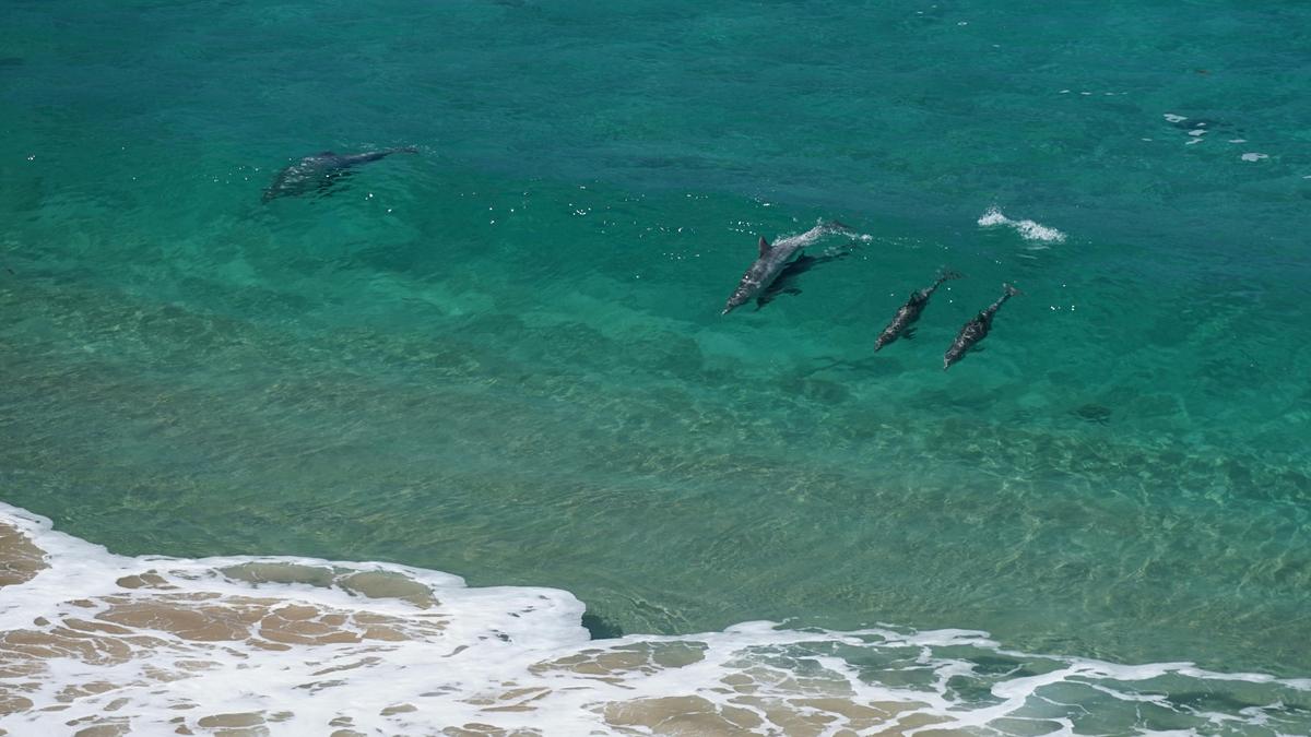 Dolphins frolicking at Boatharbour Beach along the Southern Ocean Walk