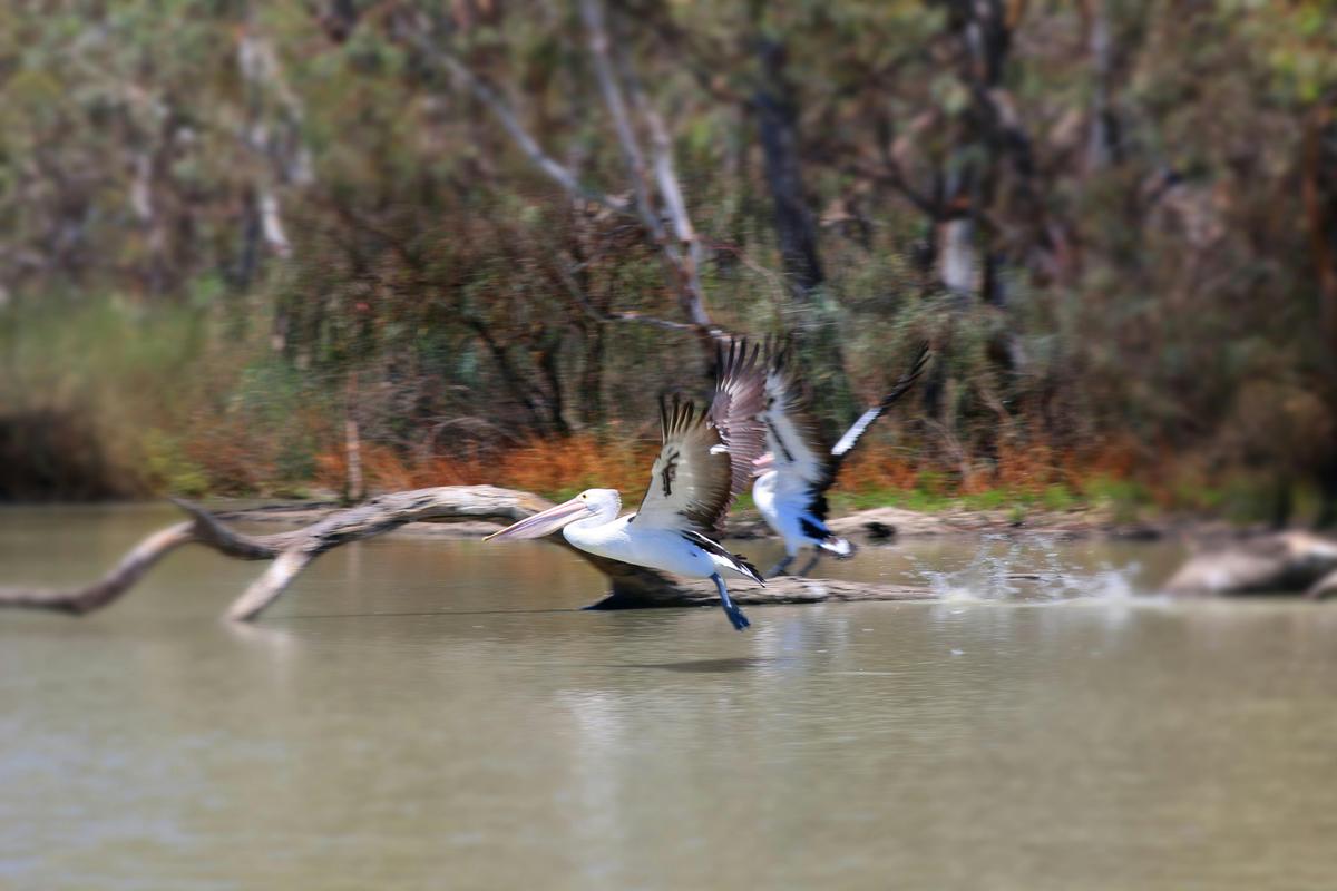 Luxury Wine, River and Wildlife Package