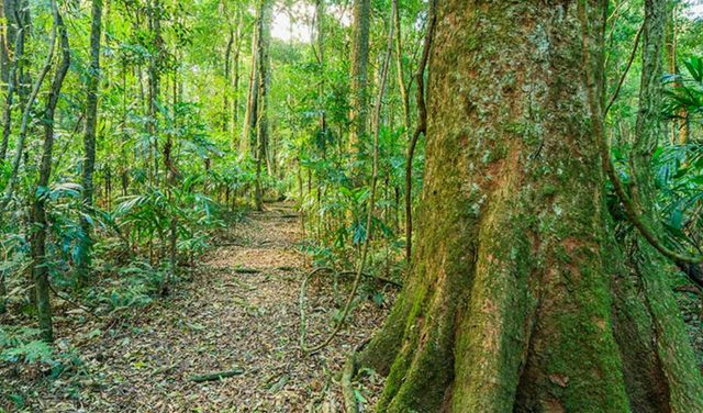 Tooloom walking track