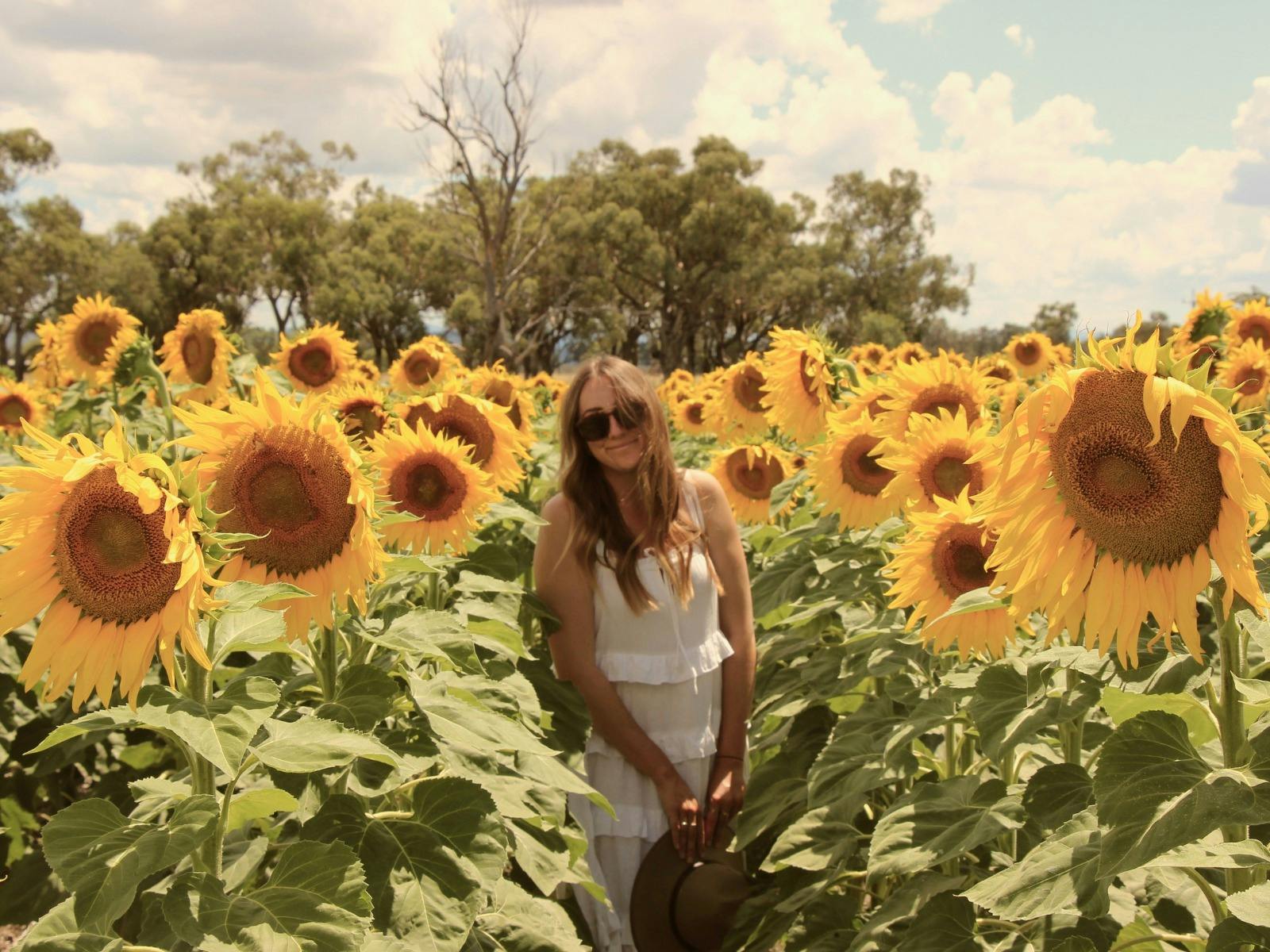 Liverpool Plains Sunflower Trail