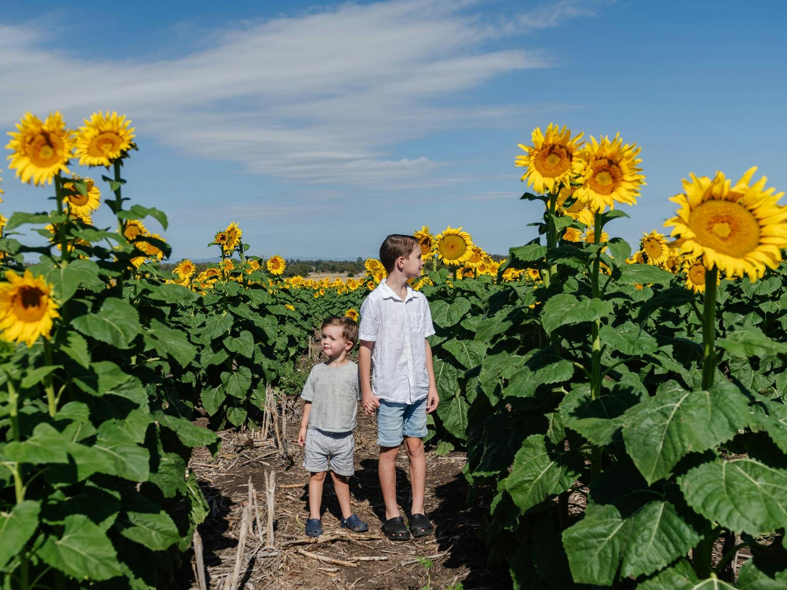 Liverpool Plains Sunflower Trail