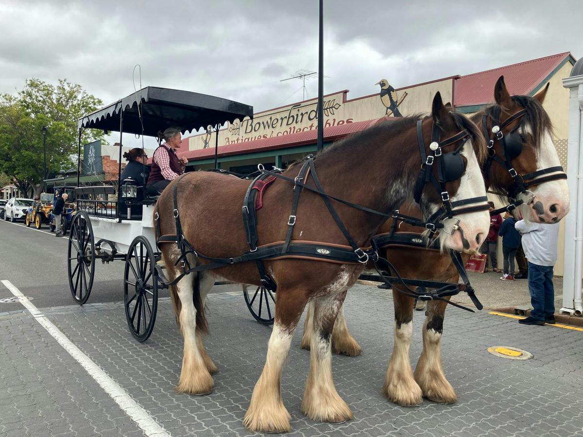 Carriage of Occasion with their handsome horses run regular tours of High Street Strathalbyn