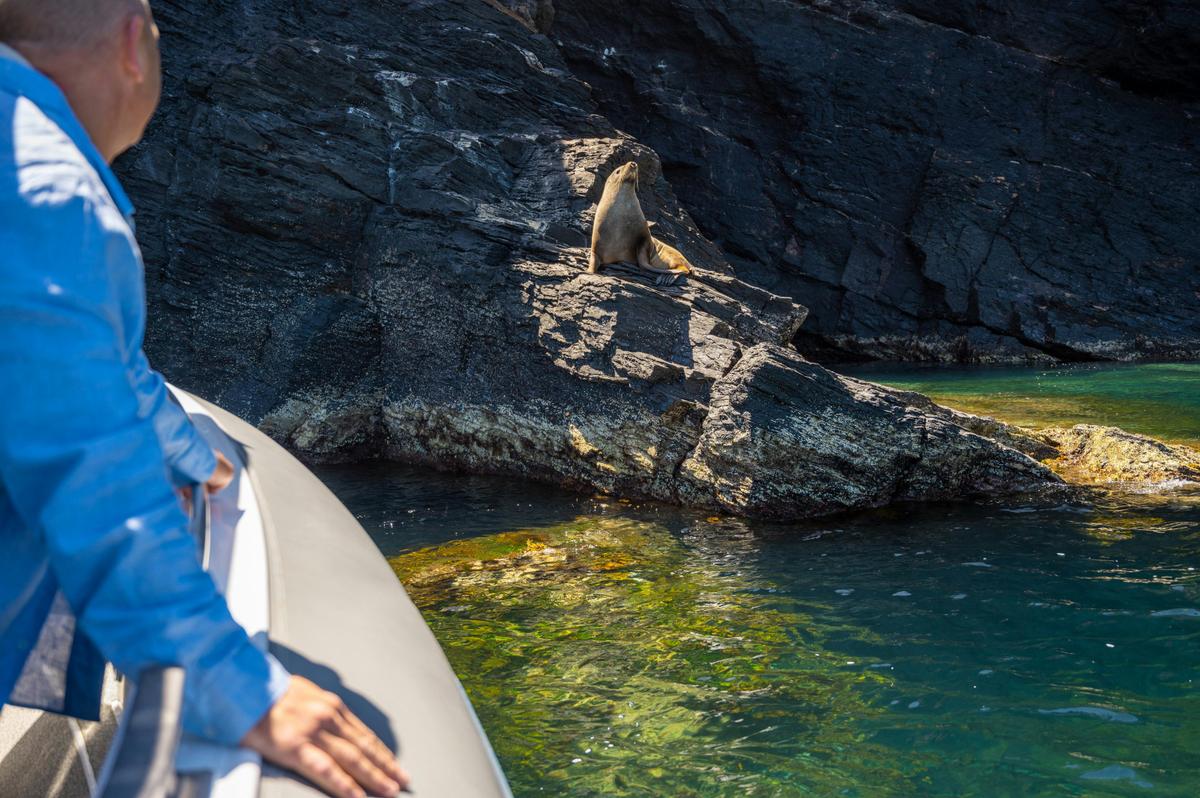 A man on a boat watches a seal resting on a rocky cliff above clear, greenish water.