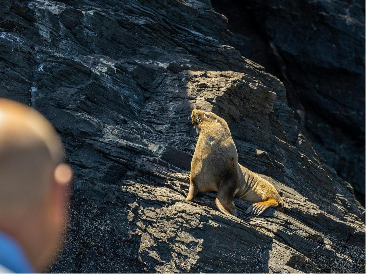 Seal Island Tour