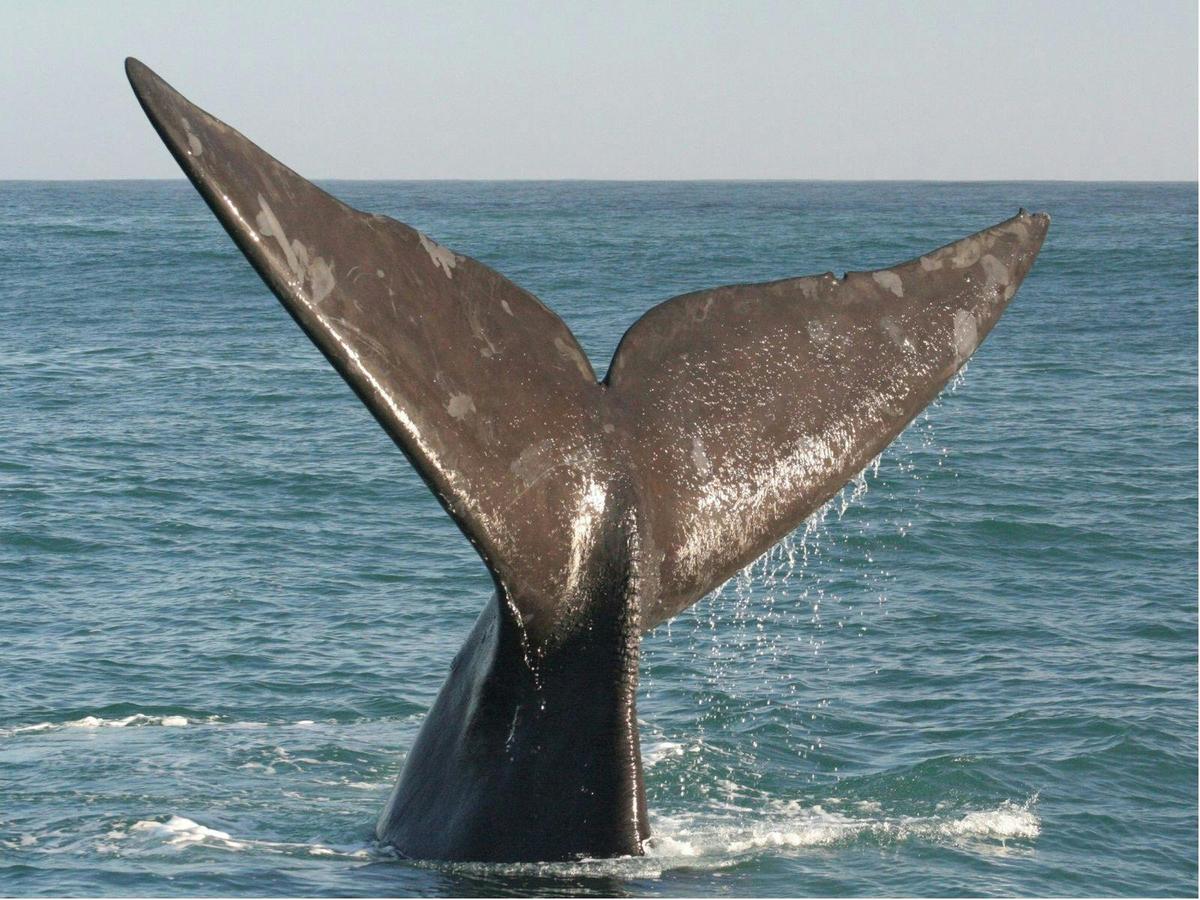 Southern Ocean Adventure