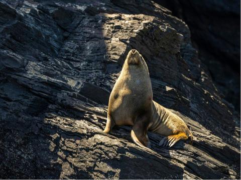 Seal Island Tour