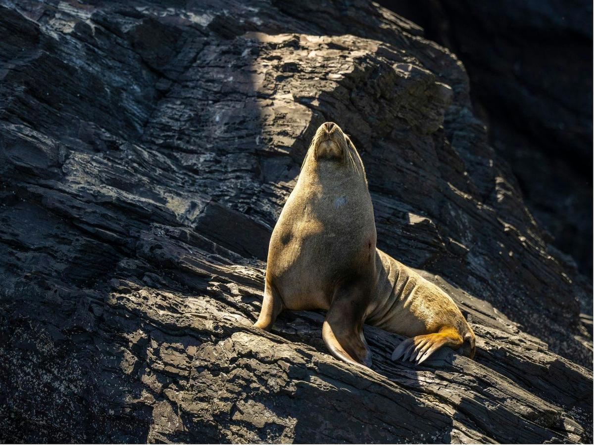 Seal Island Tour