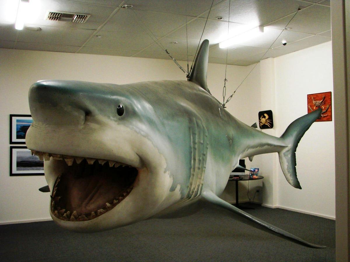 Great White Shark Replica