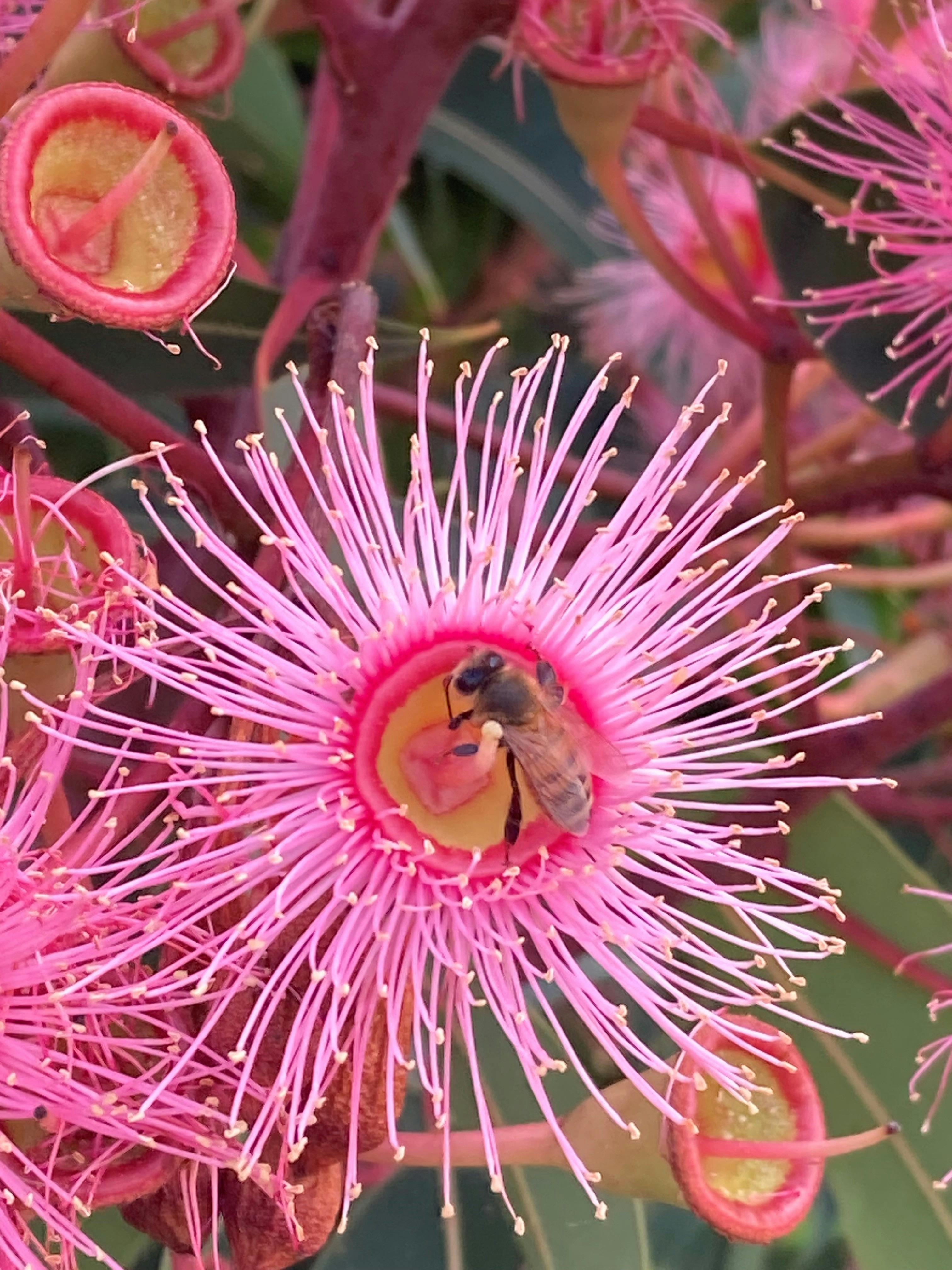 Honeybee on a flowering eucalypt