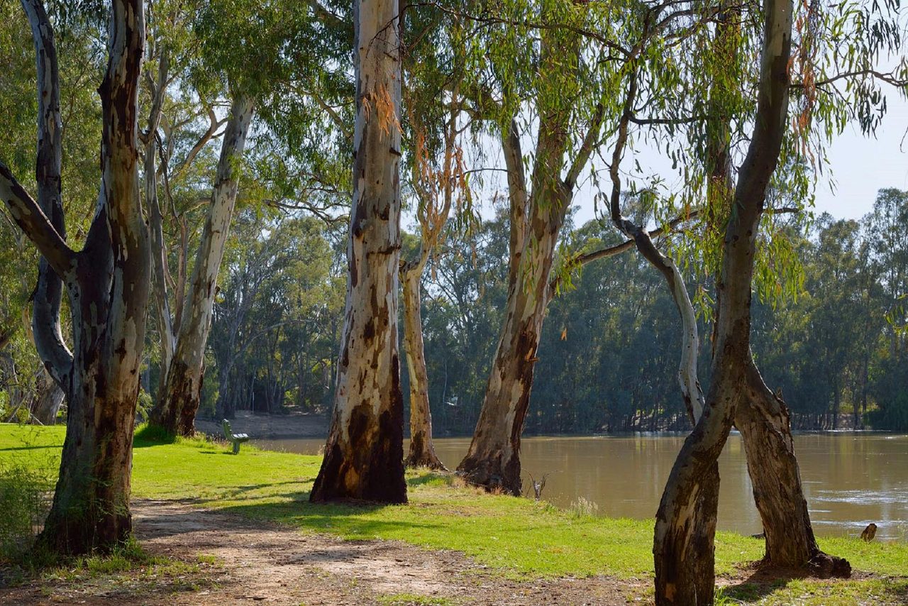 Murray River at Barham