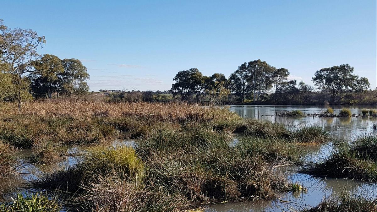Swanport Wetlands