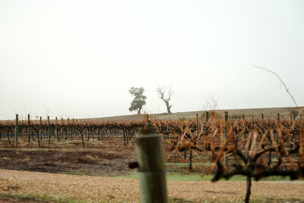 In the middle of the Mirus Vineyards