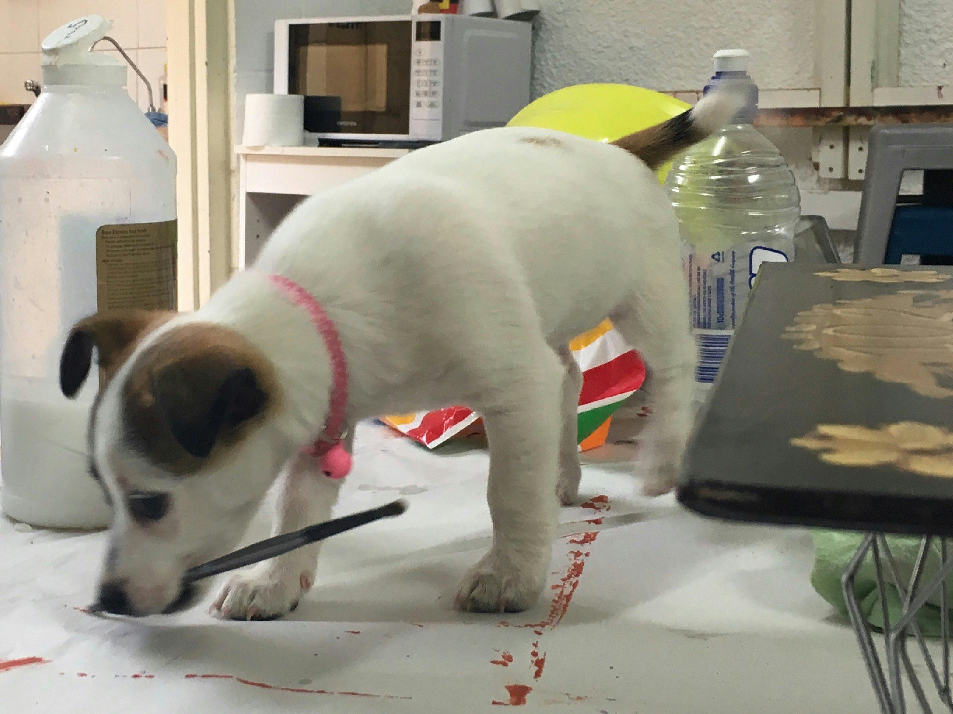 Anyone can be creative, even Frida, WNA's painting mascot