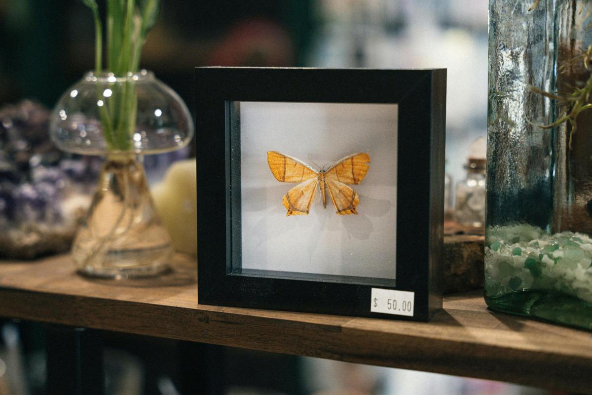 Butterfly Speciman