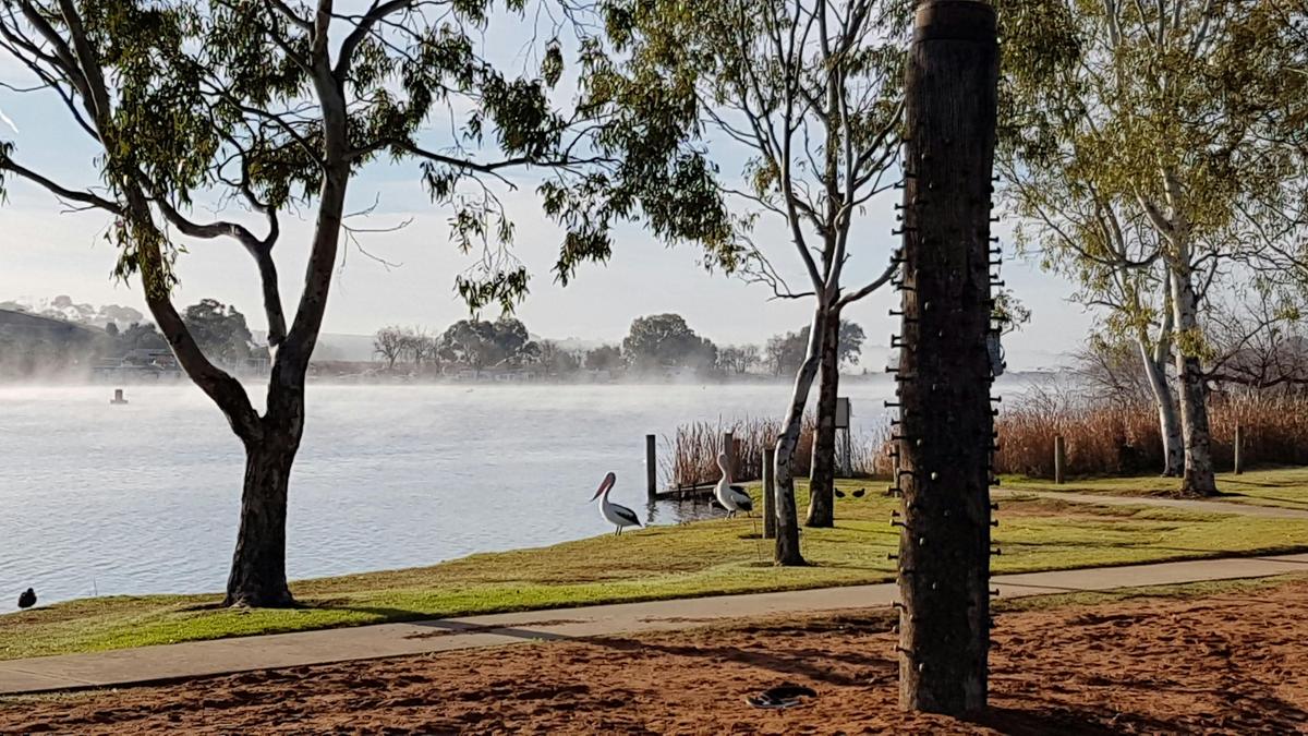 Morning mist on the Murray River - Sturt Reserve