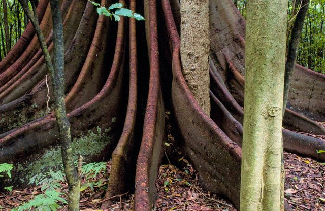 Wingham Brush Boardwalk