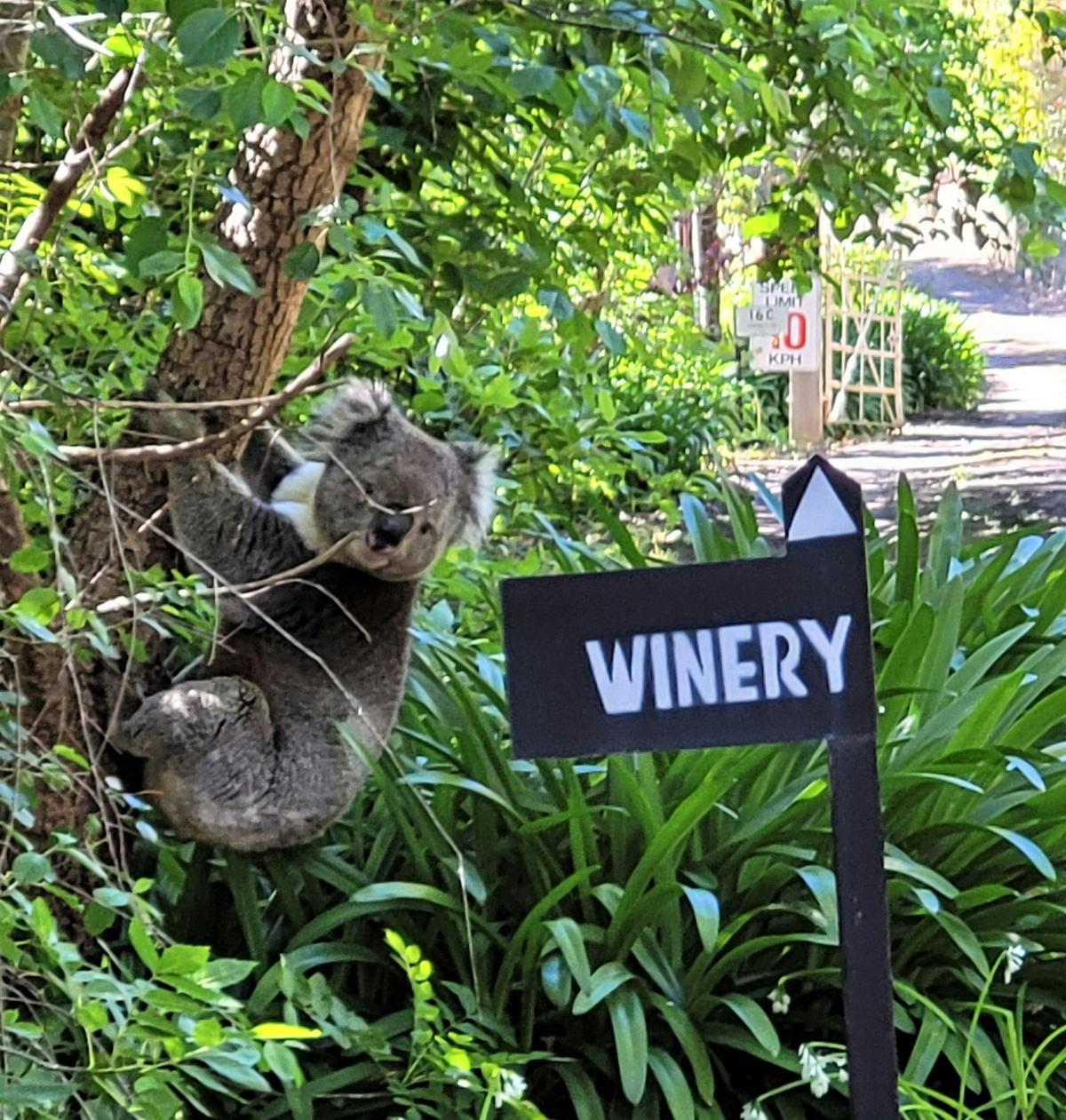 One of the neighbours heading to the cellar door at Ten Miles East