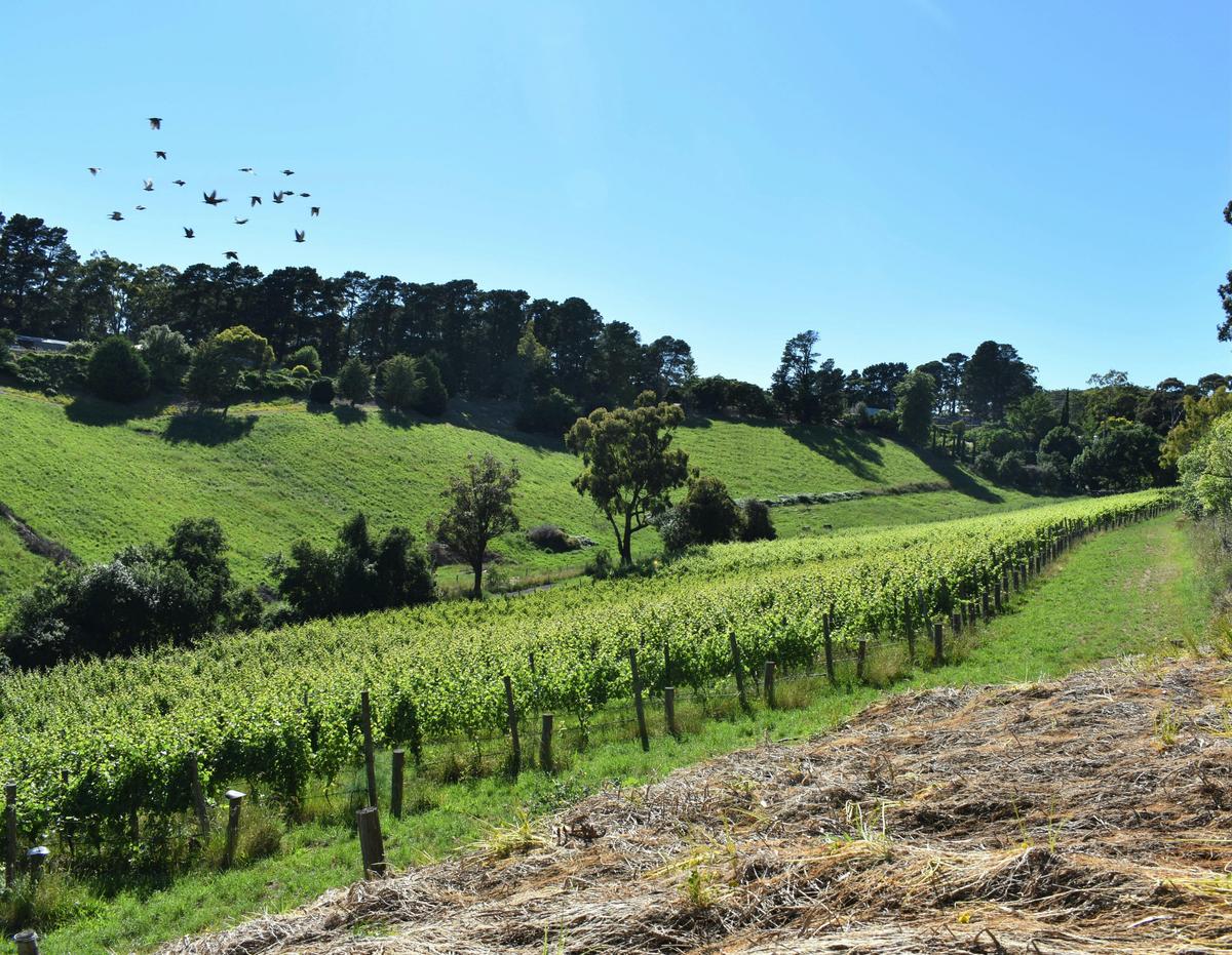 Ten Miles East Vineyard