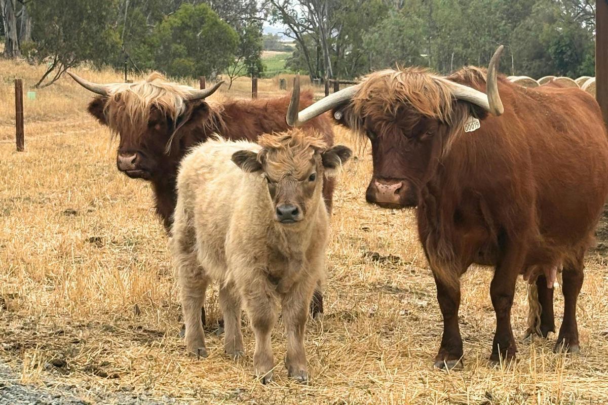 Two Hands Highland cows