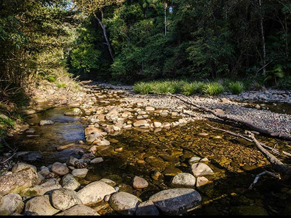 Wilson River picnic area stream, Willi Willi National Park. Photo: John Spencer