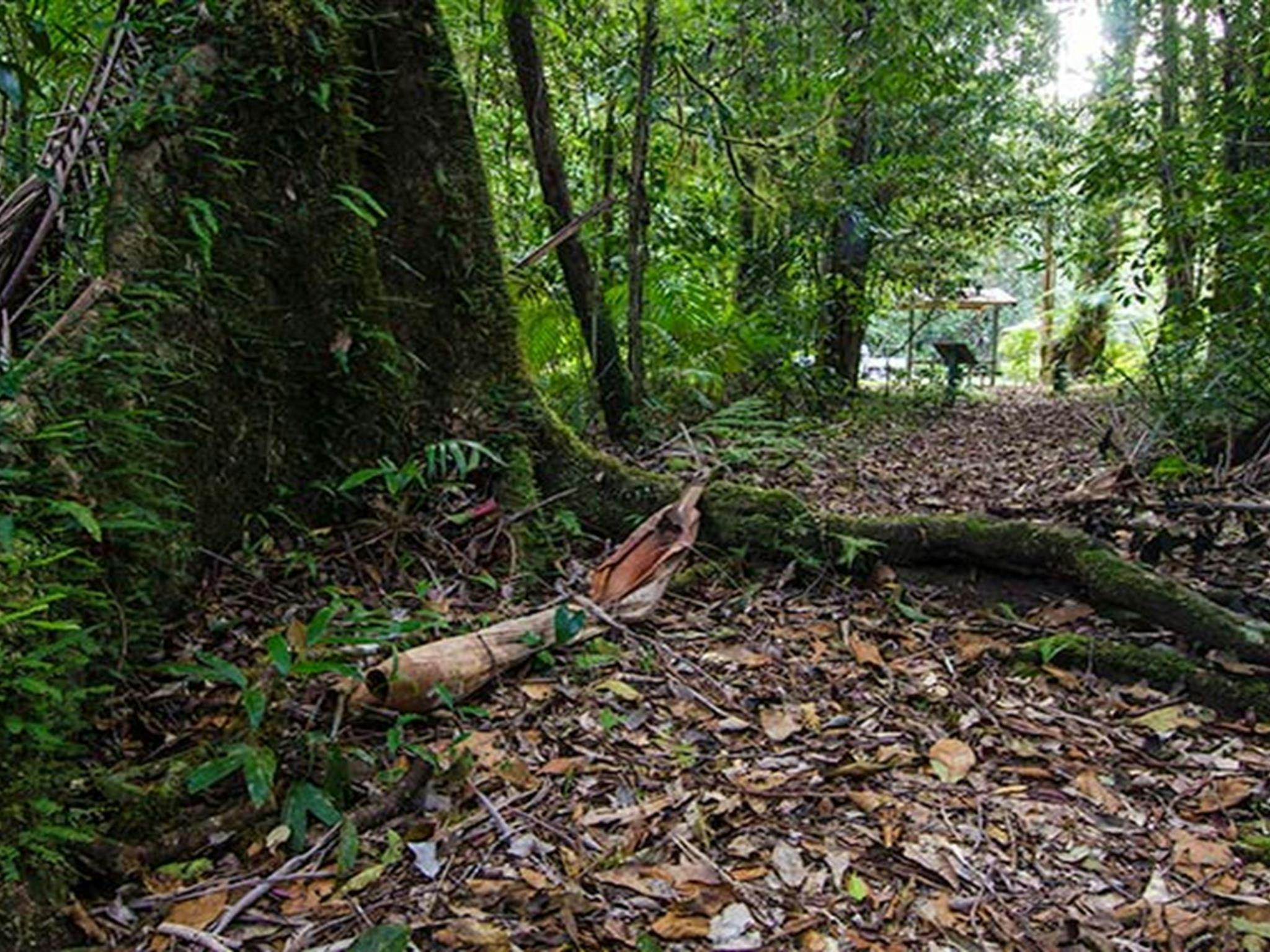 Wilson River picnic area tree, Willi Willi National Park. Photo: John Spencer