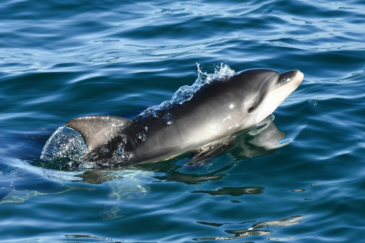 Wild Dolphin Watch