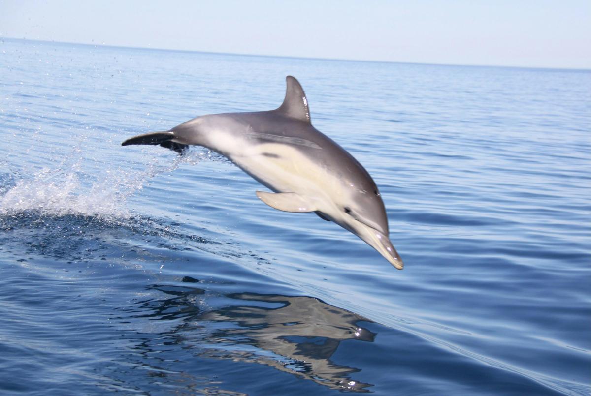 Wild Dolphin Swim