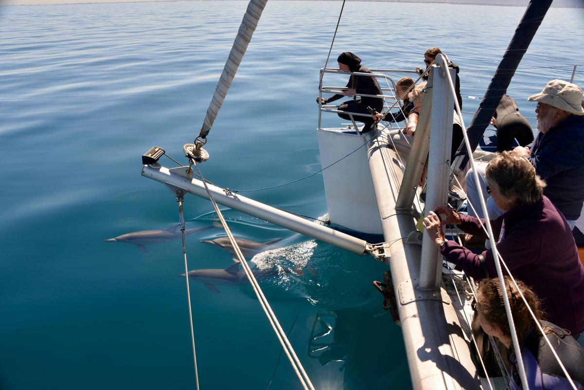 Wild Dolphin Watch Experience aboard Temptation
