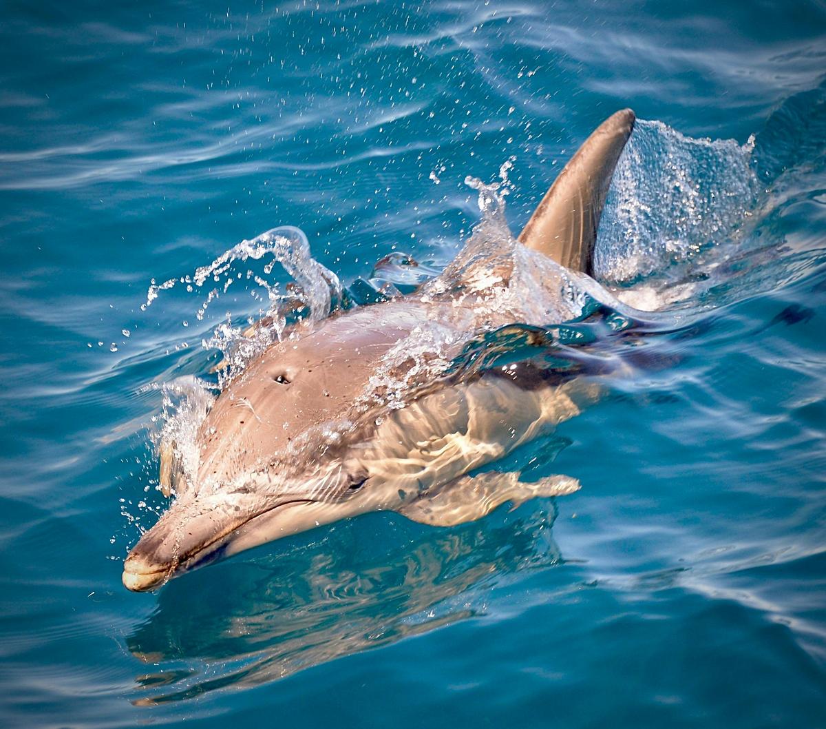 Wild Dolphin Watch
