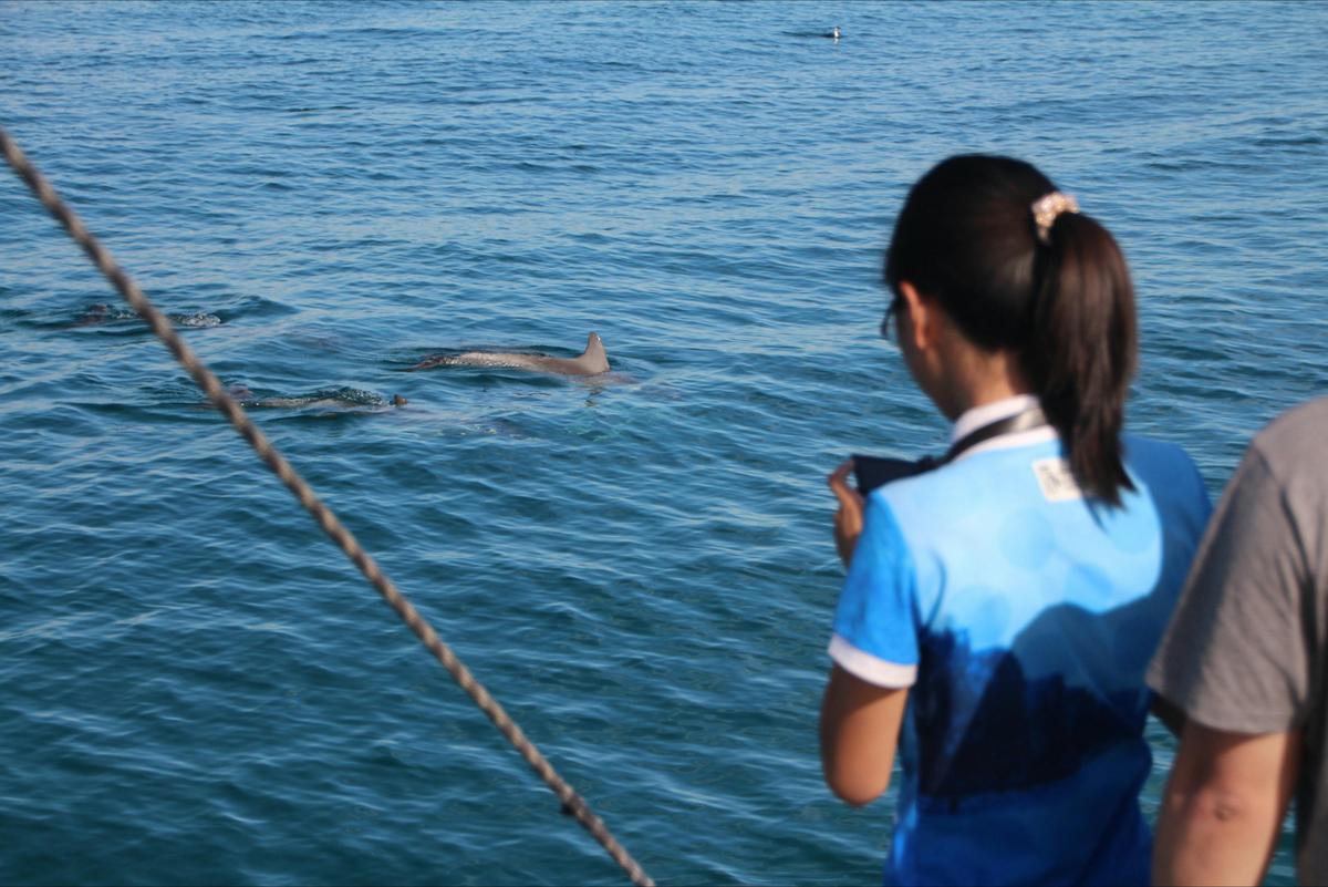 Wild Dolphin Watch
