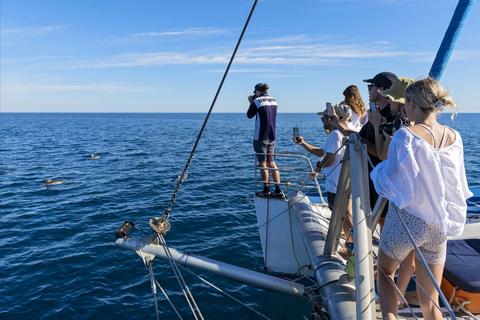 Wild Dolphin Watch