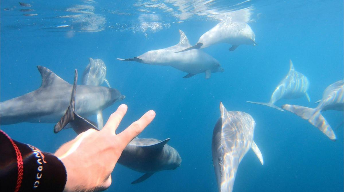 Wild Dolphin Tour Front Swim Perspective