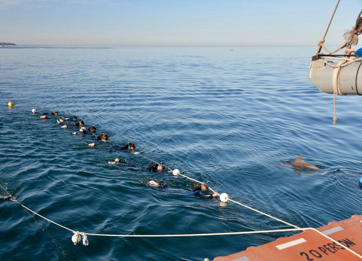 Wild Dolphin Swim
