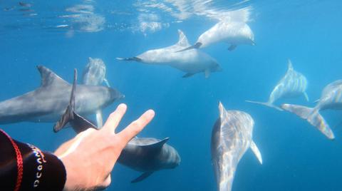 Wild Dolphin Swim