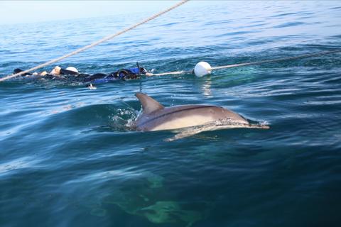 Wild Dolphin Swim