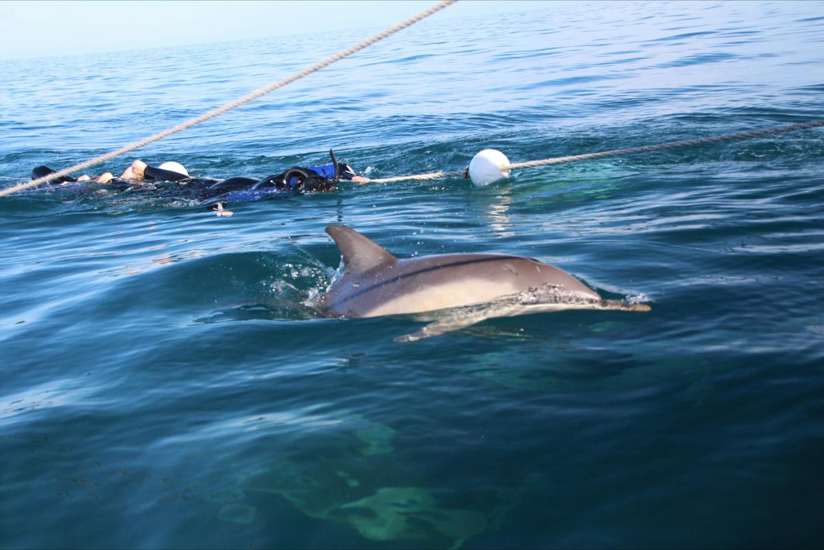Wild Dolphin Swim