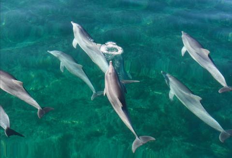 Wild Dolphin Watch