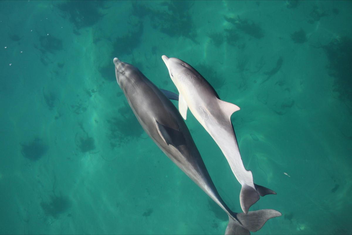 Wild Dolphin Swim