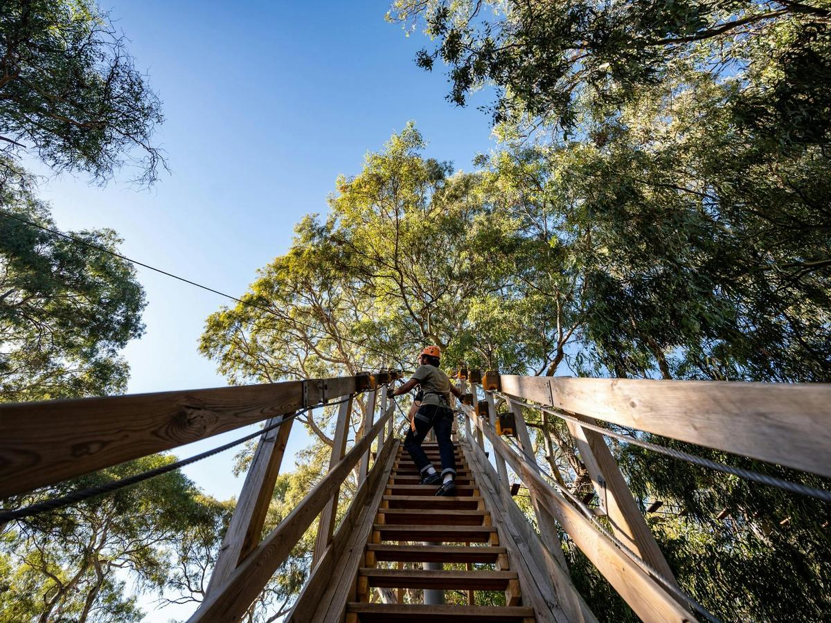 Treeclimb Grand Course