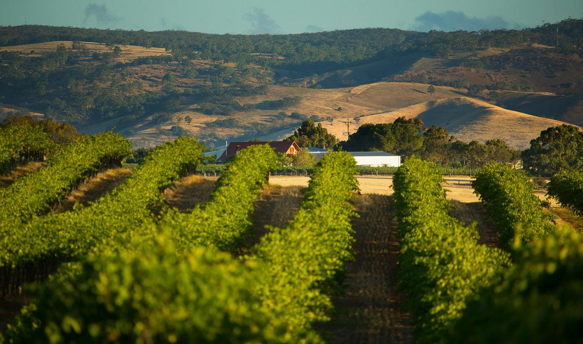 Stonewell vineyard
