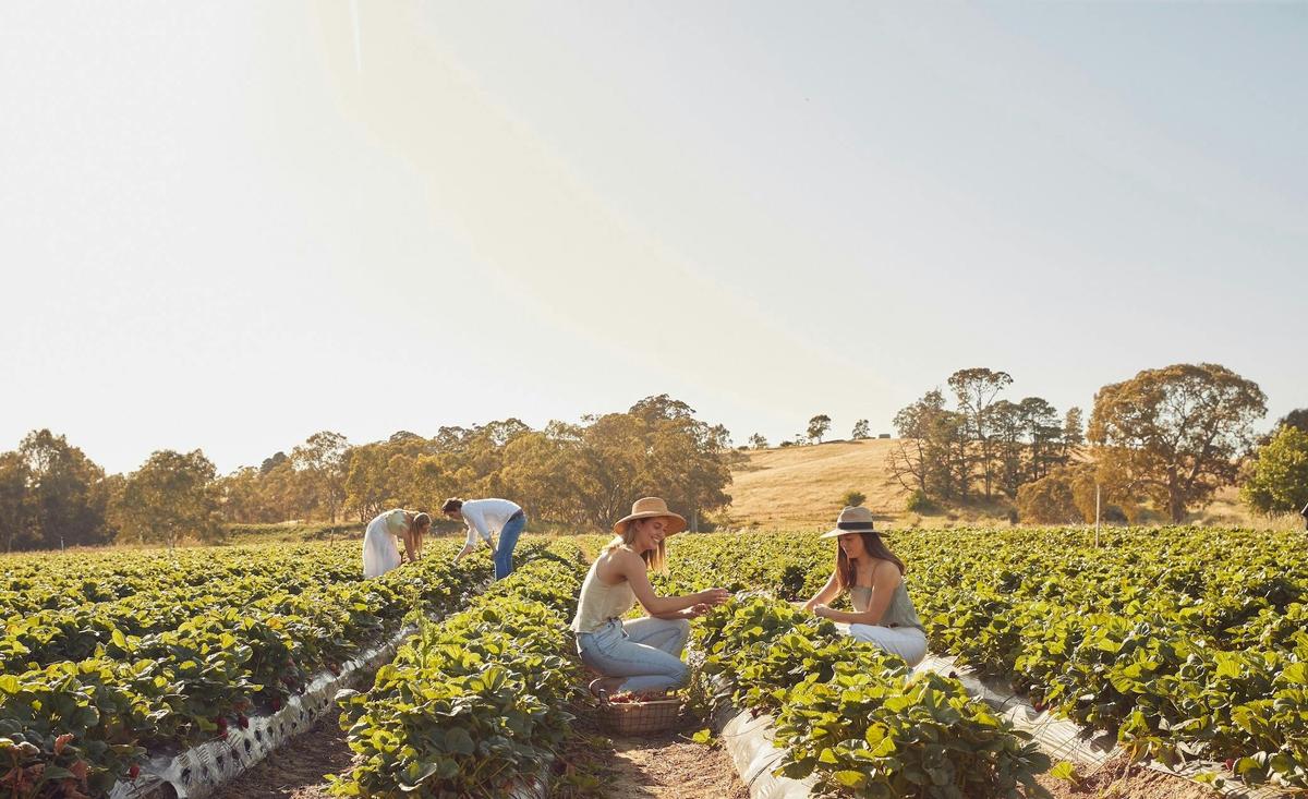 Strawberry Picking at Beerenberg