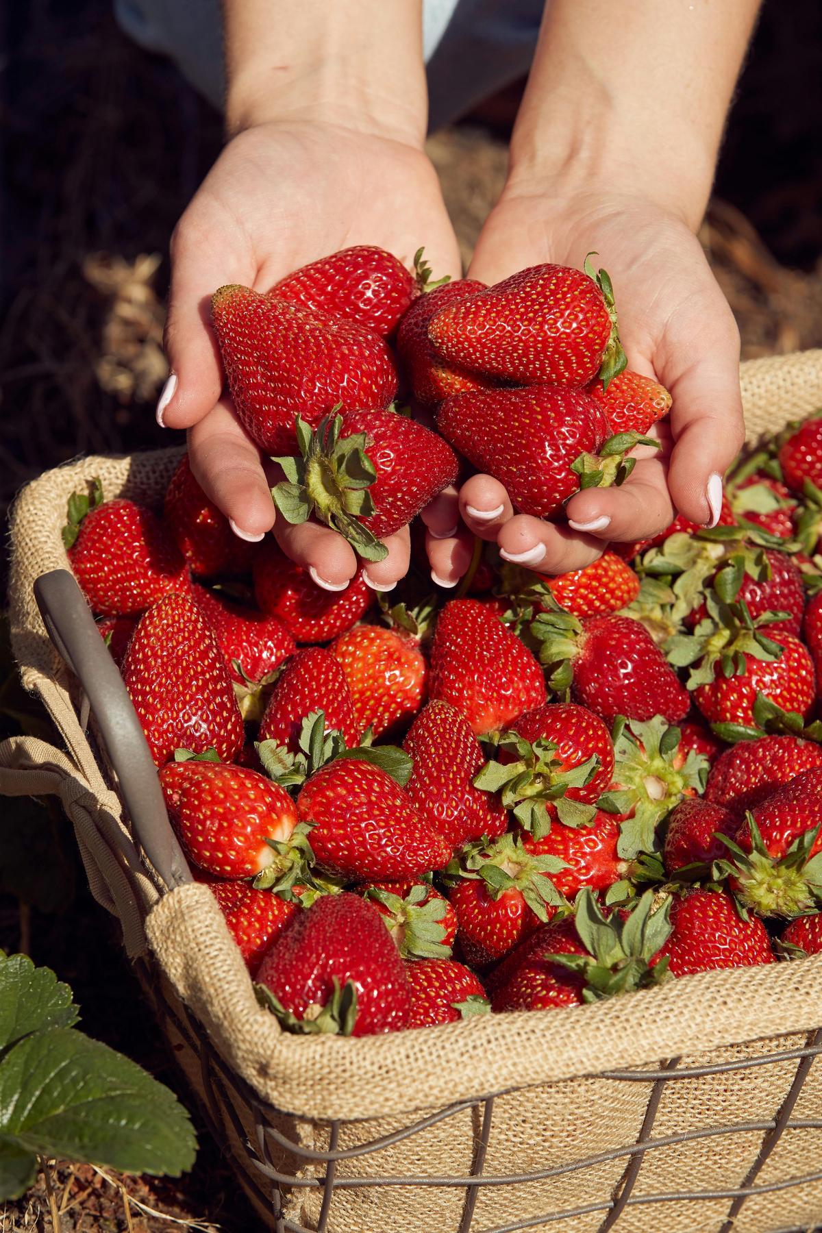 Beerenberg Strawberries