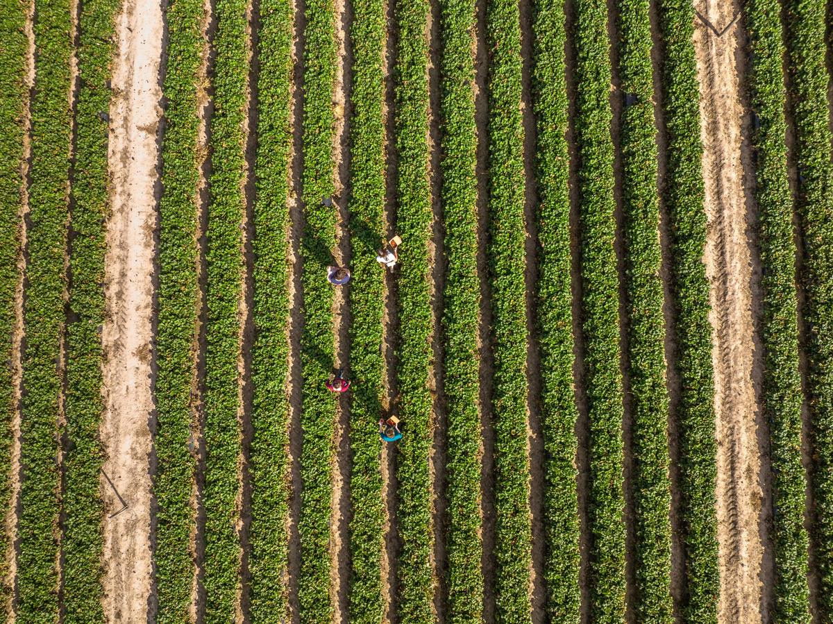 Strawberry Fields at Beerenberg