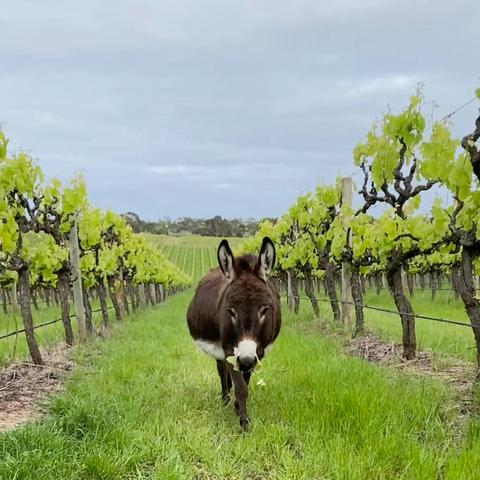 Three Donkeys Vineyard Cellar Door and Tea House