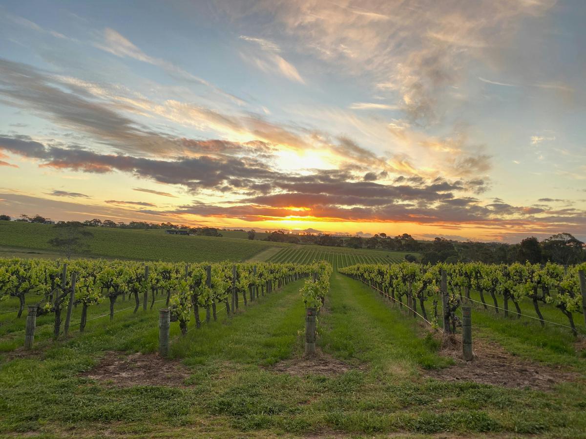 Sunset over the vines